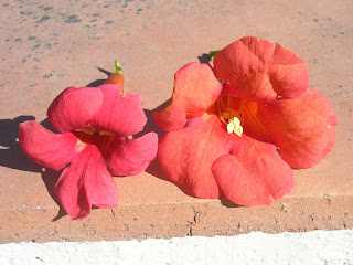 DSCN5240.JPG