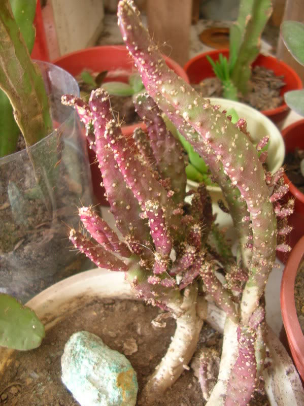 DSCN5282.jpg