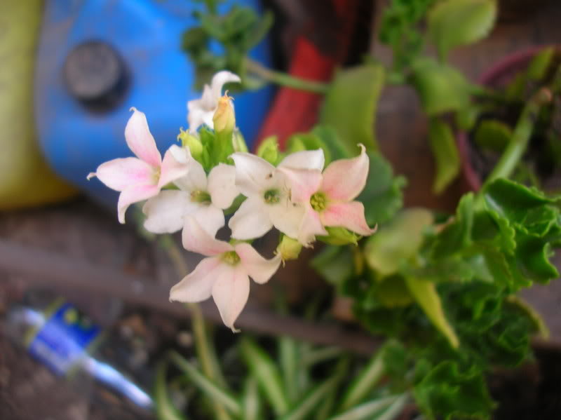 DSCN5287.jpg