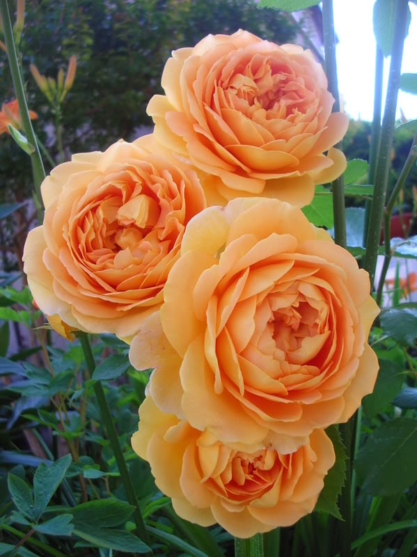 DSCN5293.jpg