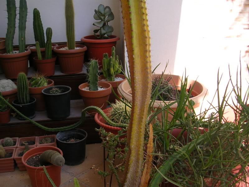DSCN5325.jpg