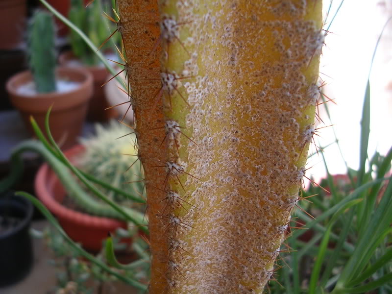 DSCN5326.jpg