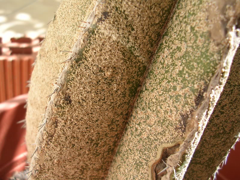 DSCN5327.jpg