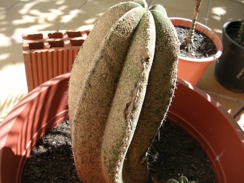 DSCN5328.jpg