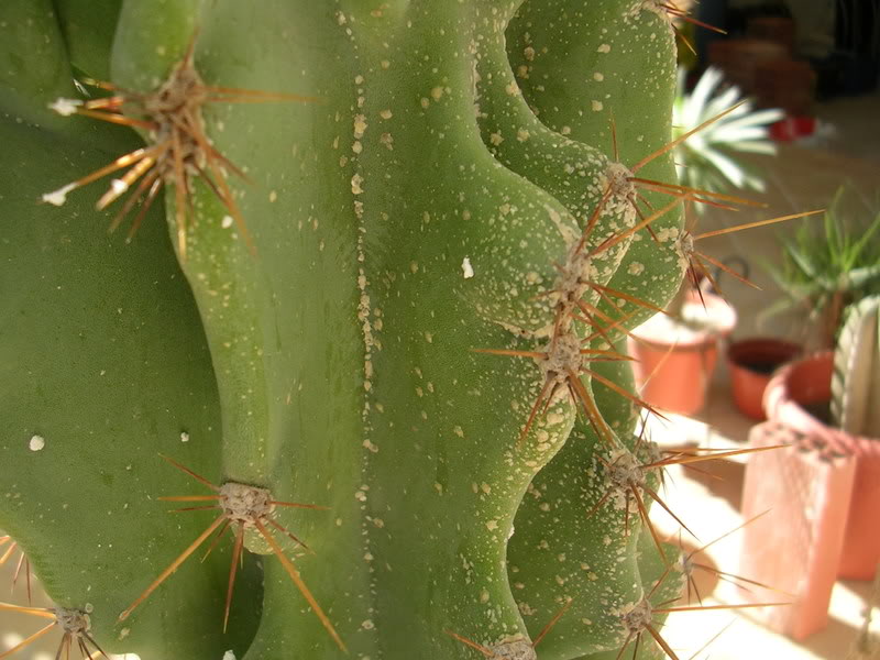 DSCN5329.jpg