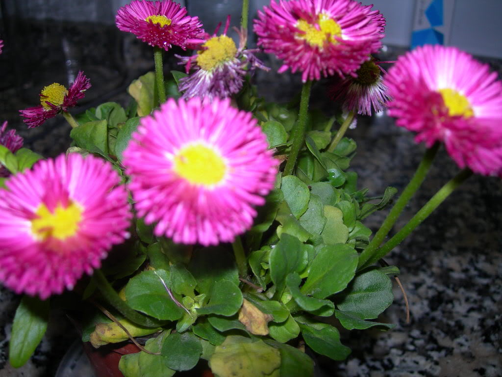 DSCN5356.jpg