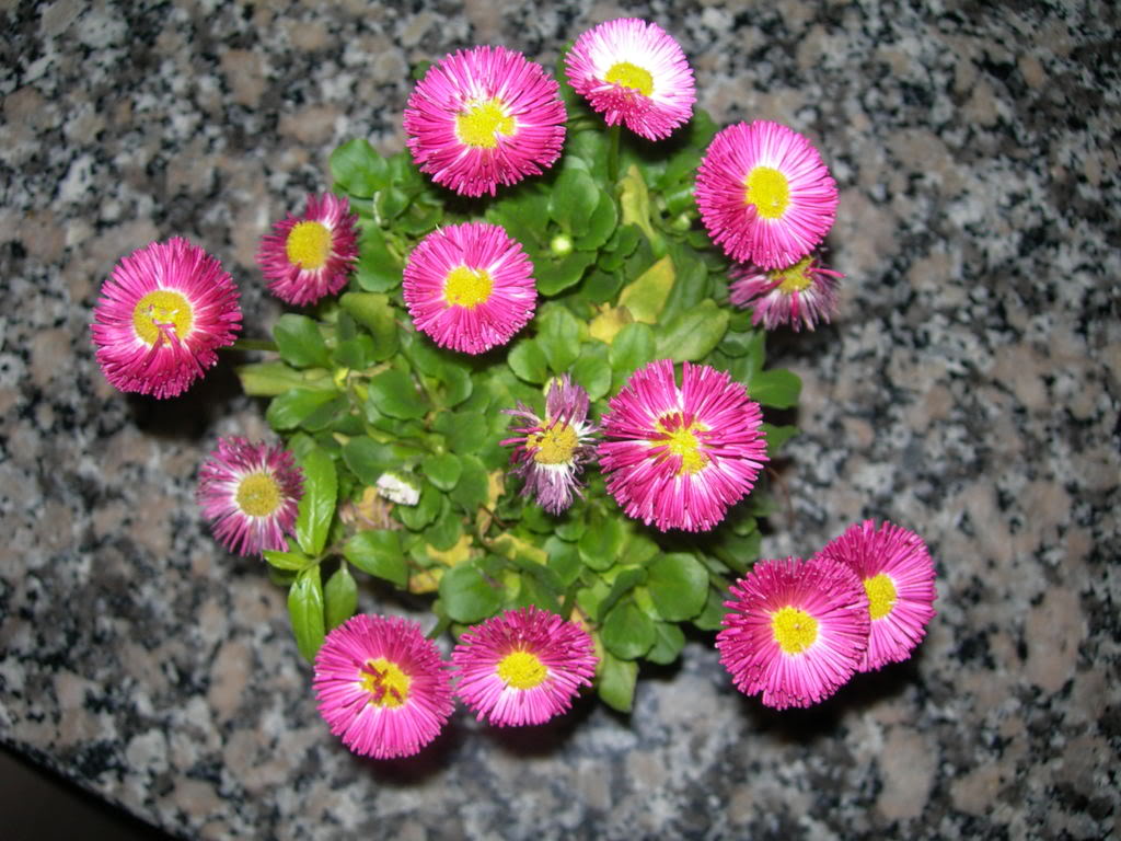 DSCN5365.jpg