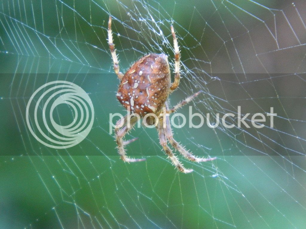 DSCN5370.jpg