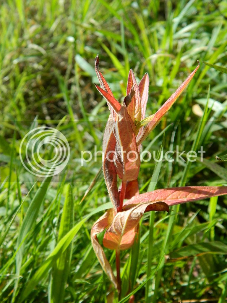 DSCN5376.jpg