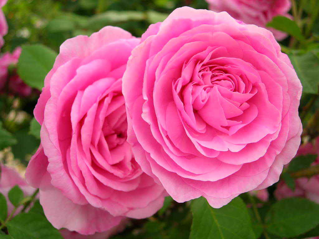 DSCN5395.jpg