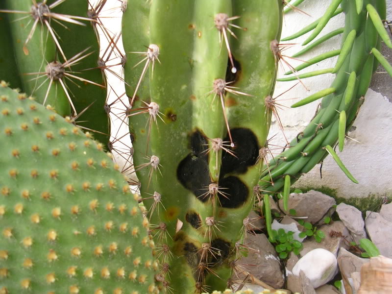 DSCN5460.jpg