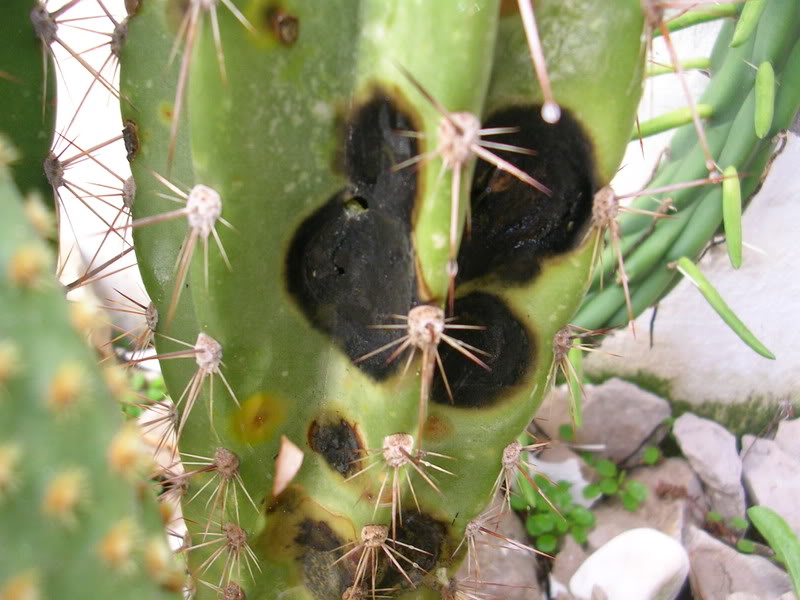 DSCN5462.jpg