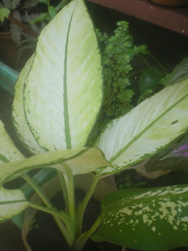 DSCN5482.jpg