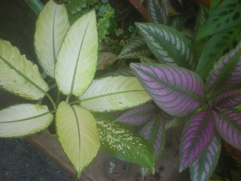 DSCN5483.jpg