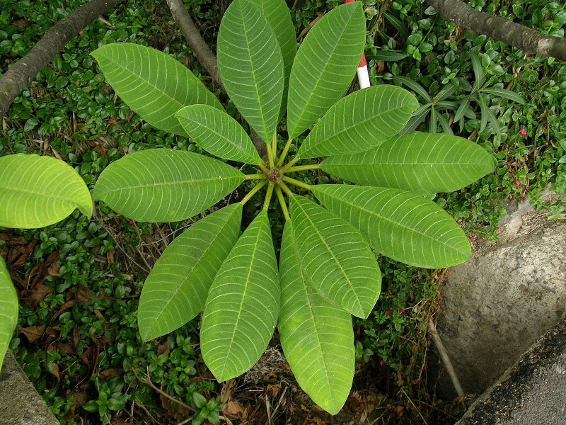 DSCN5543.JPG