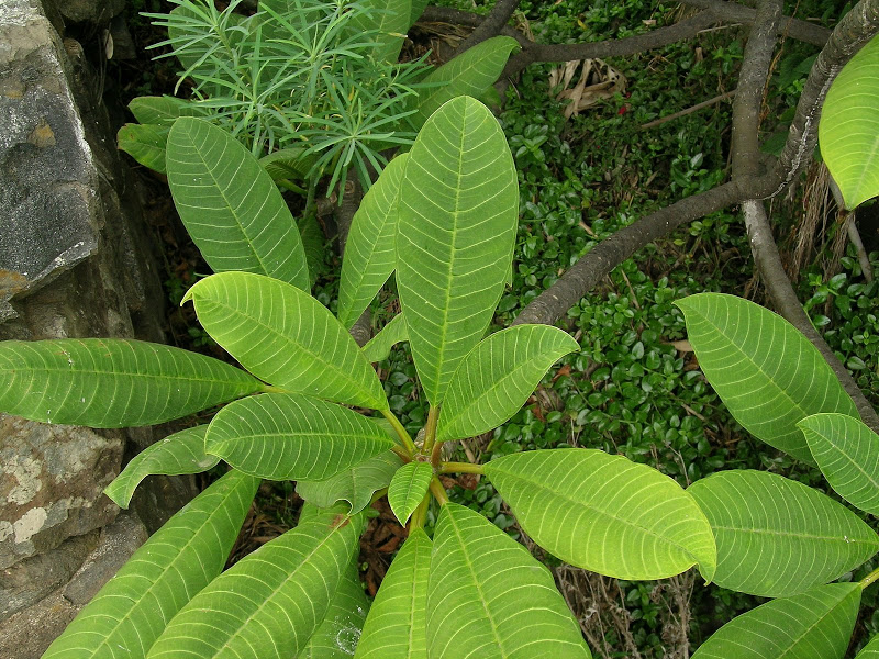 DSCN5544.JPG