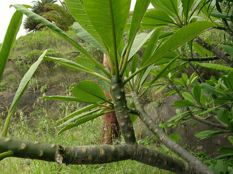 DSCN5545.JPG