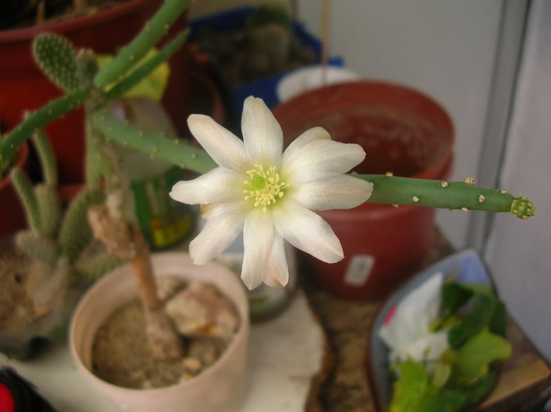 DSCN5616.jpg
