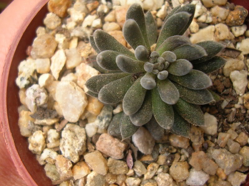 DSCN5620.jpg