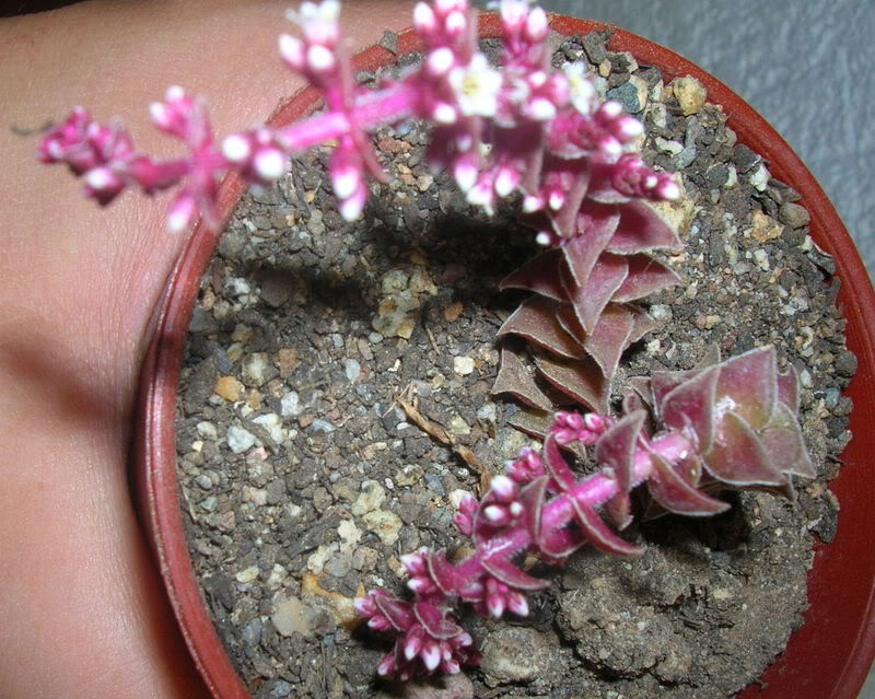 DSCN5623.jpg