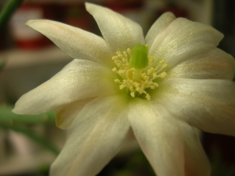 DSCN5629.jpg