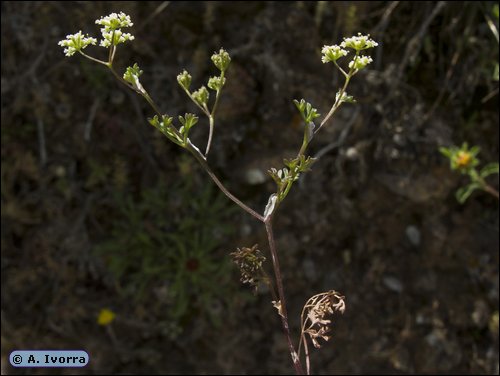 DSCN5753a.jpg