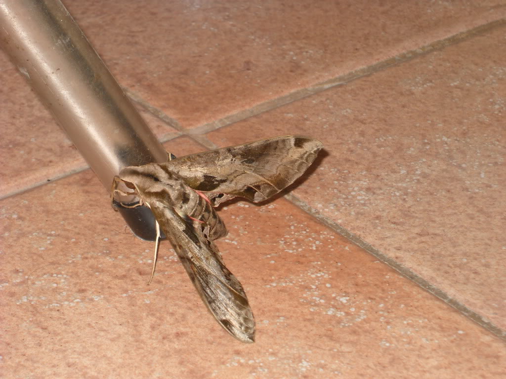 DSCN5957.jpg