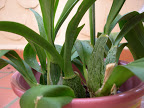 DSCN5987.JPG