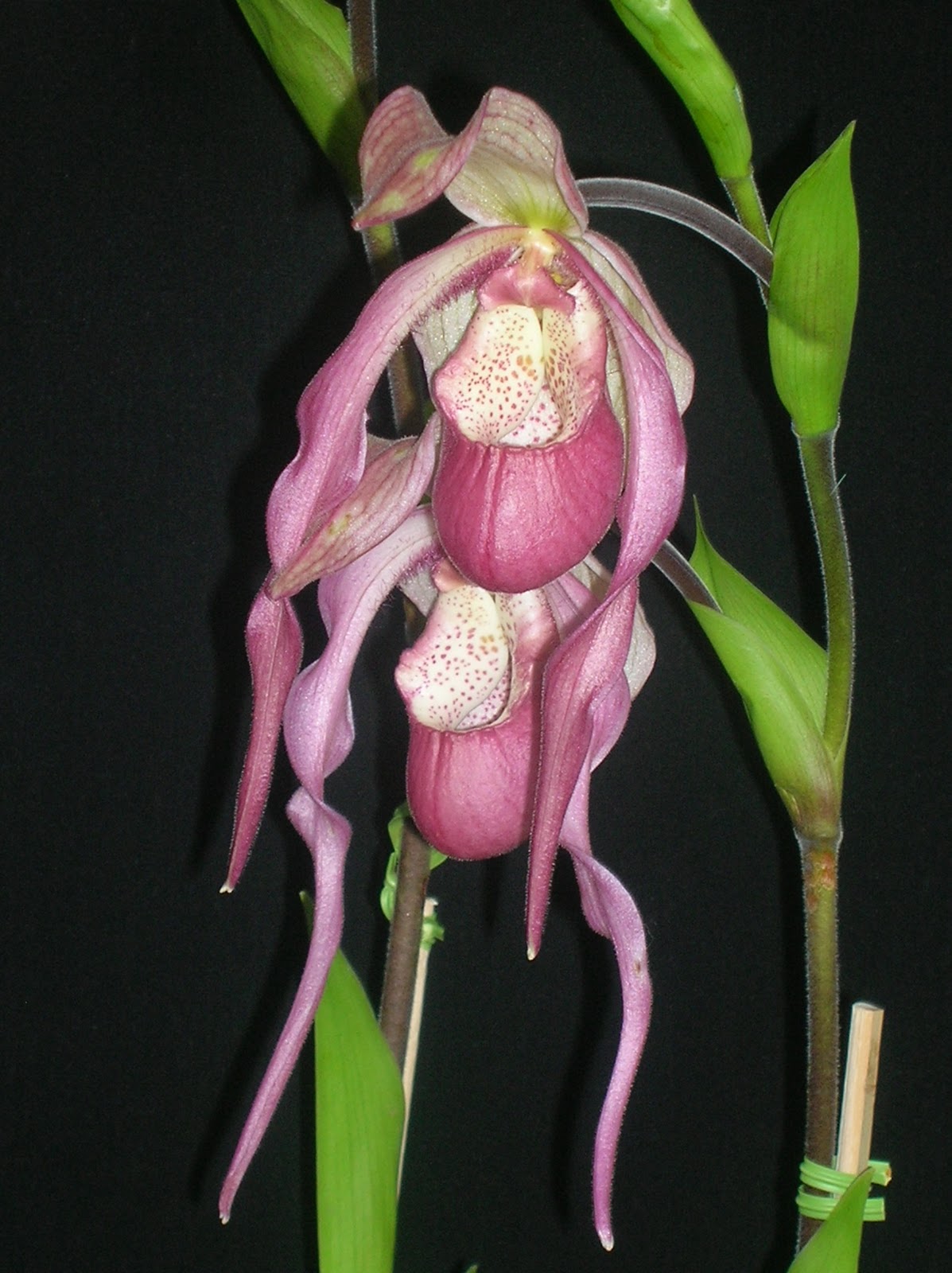 DSCN6027.JPG