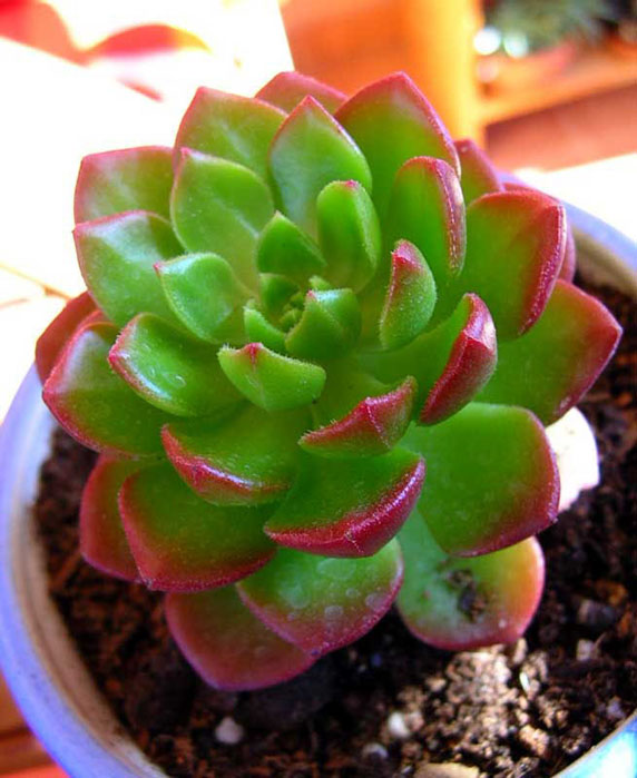 DSCN6116.JPG