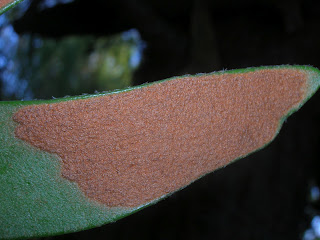 DSCN6119.JPG