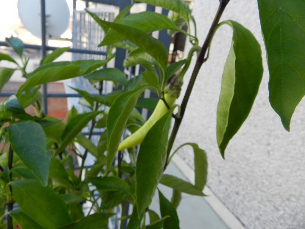 DSCN6155_zps2316bc23.jpg