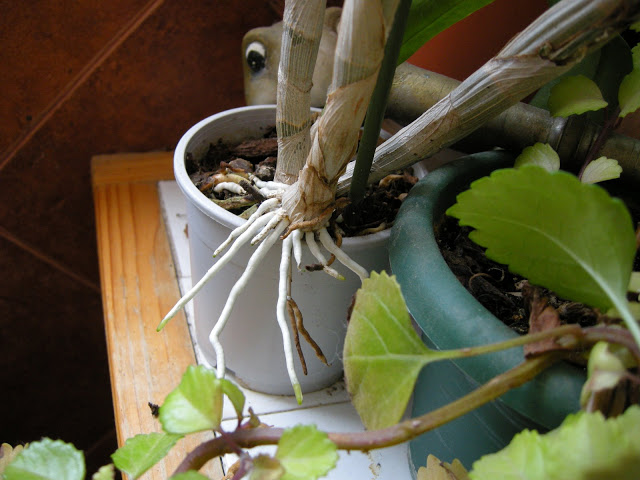 DSCN6160.JPG