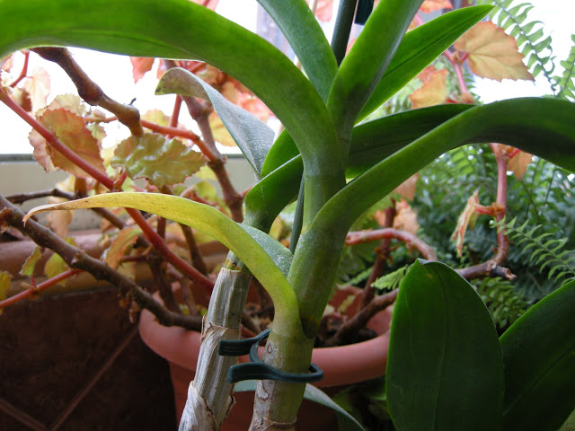 DSCN6162.JPG