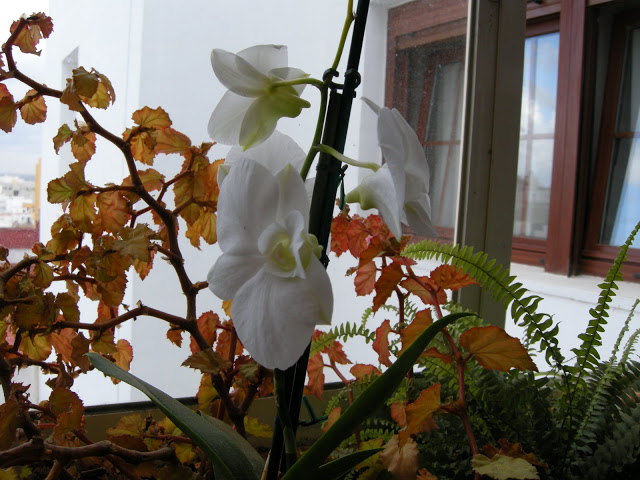 DSCN6164.JPG