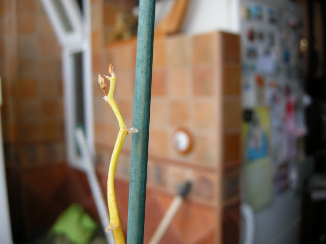 DSCN6167.JPG