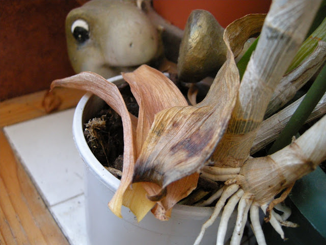 DSCN6181.JPG