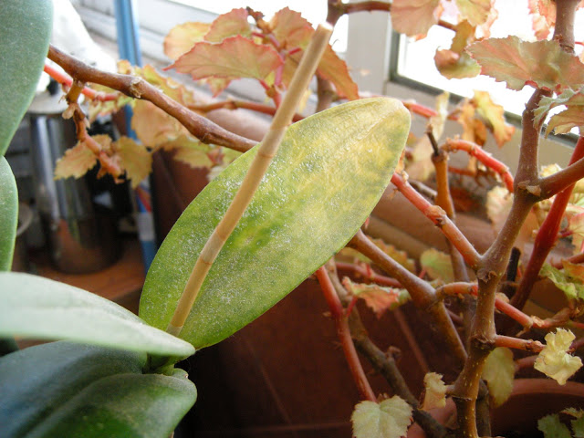 DSCN6182.JPG