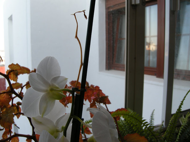 DSCN6183.JPG