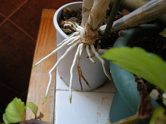 DSCN6185.JPG