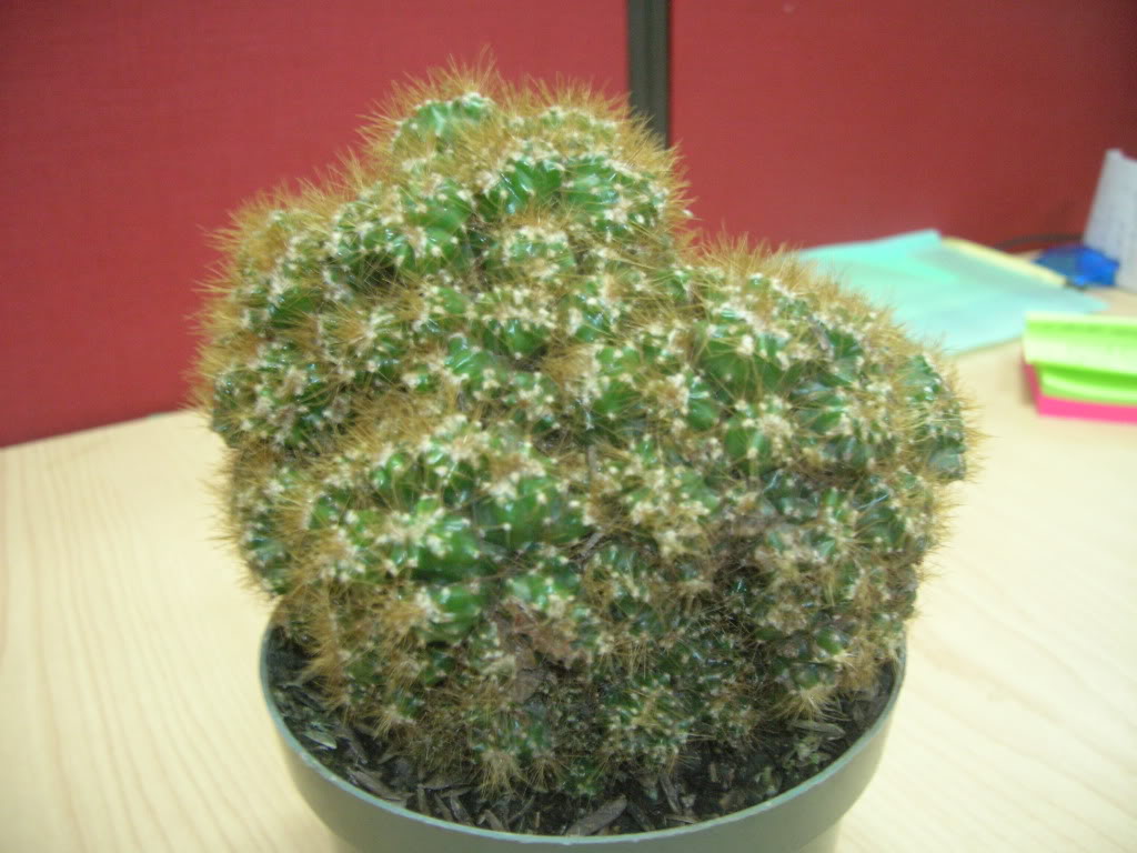 DSCN6439.jpg