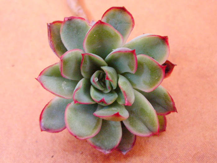 DSCN6577.JPG