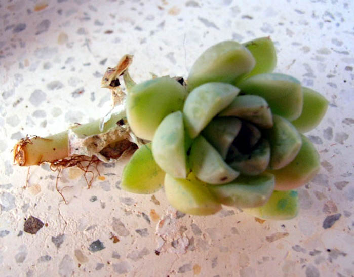 DSCN6581.JPG