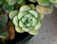 DSCN6582_2.JPG