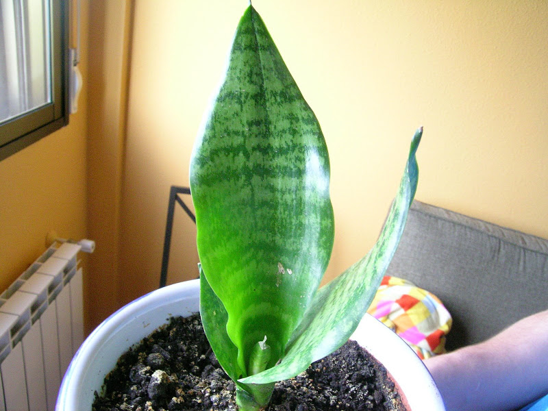 DSCN6659.JPG