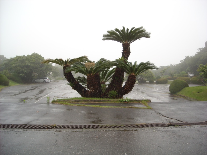 dscn6667.jpg