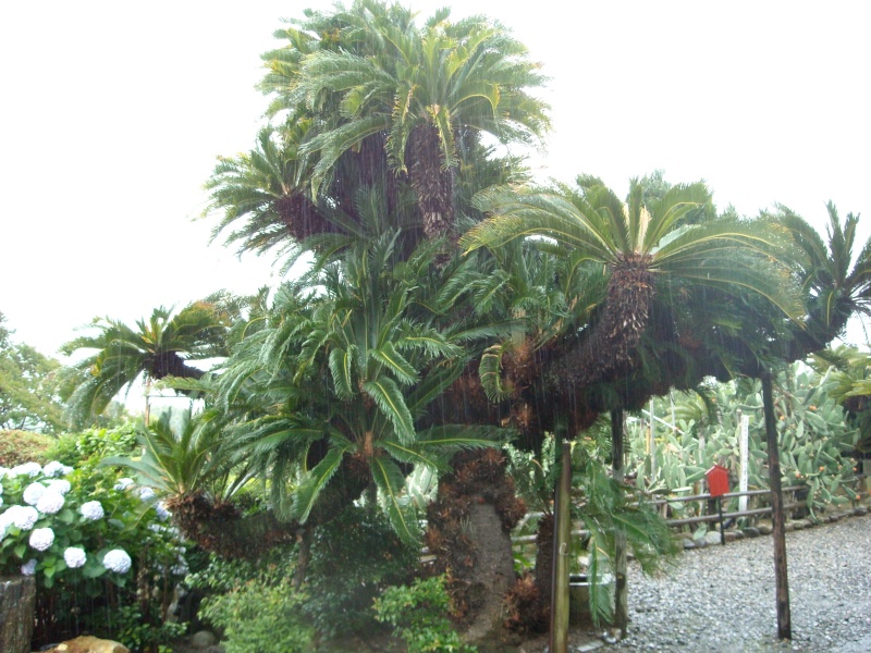 dscn6723.jpg