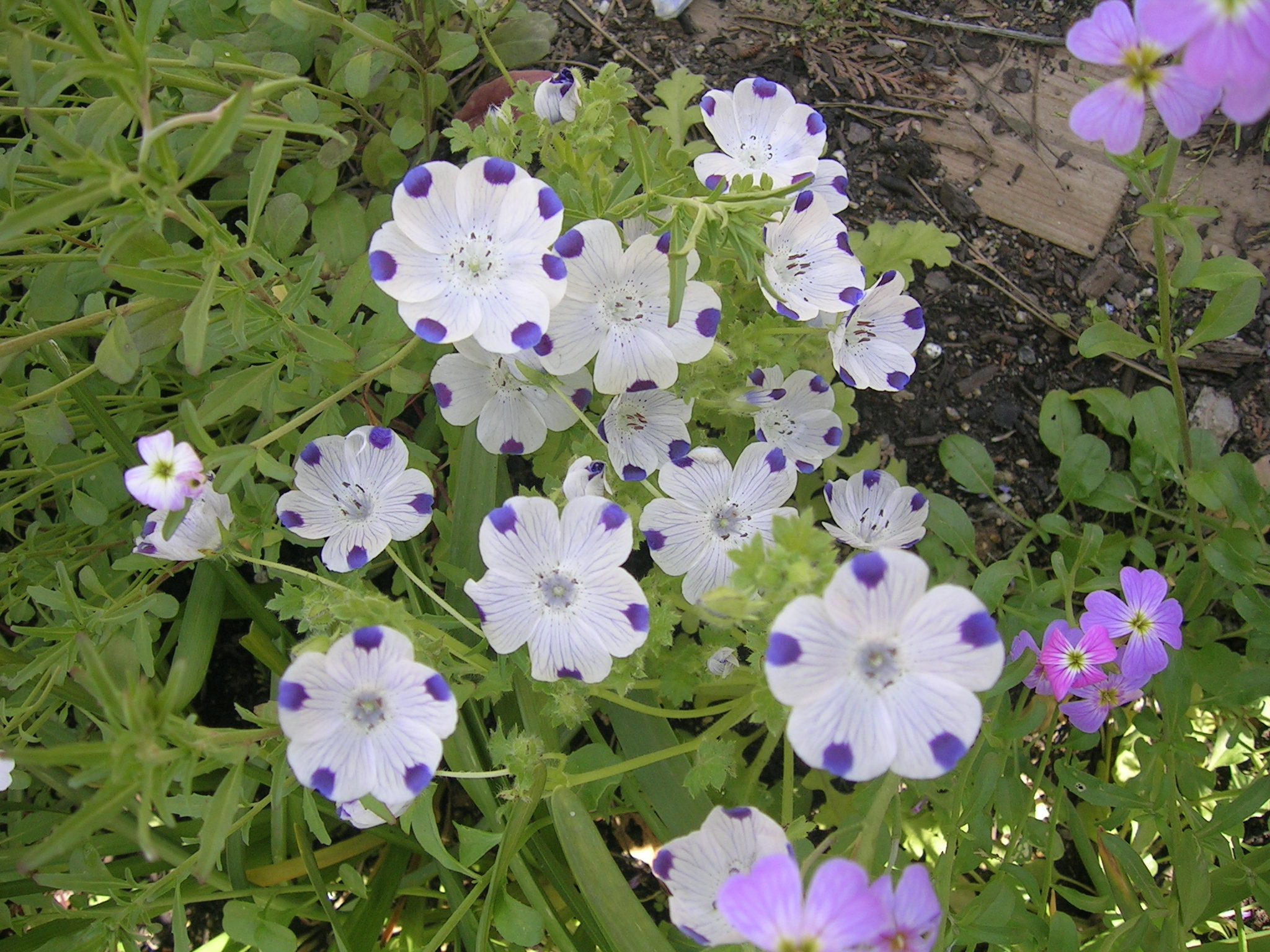 DSCN6953.jpg