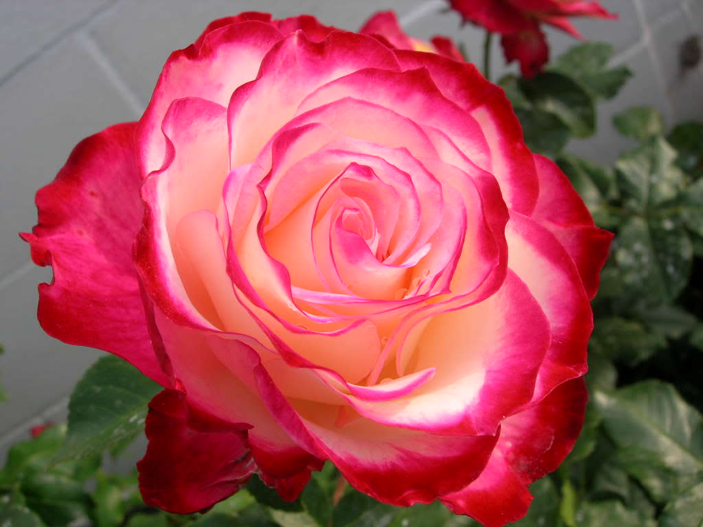 DSCN7202.jpg