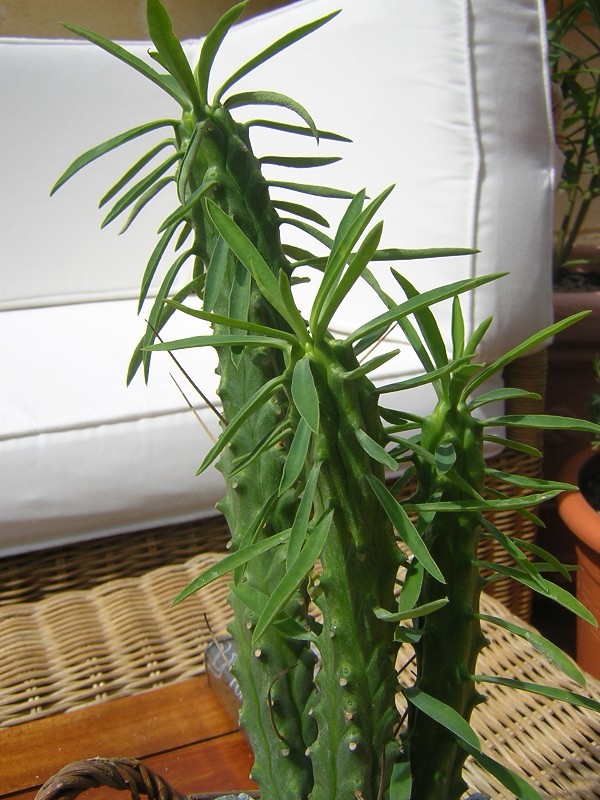 DSCN7336.JPG